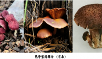 注意！能变色的漂亮 “紫衣” 蘑菇 —— 热带紫褐裸伞，专骗你上当